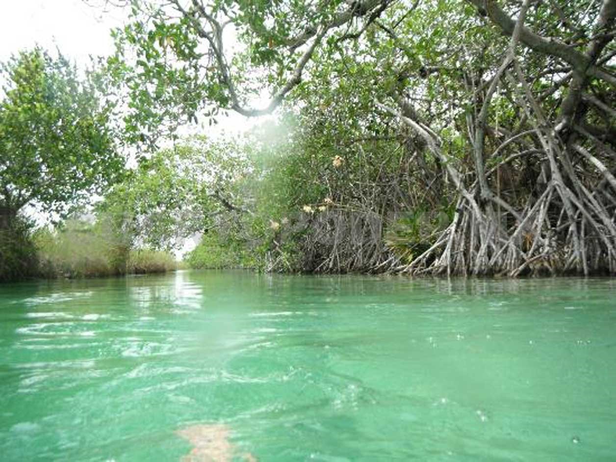 Urge restaurar zonas en Chiapas Urge restaurar zonas en Chiapas