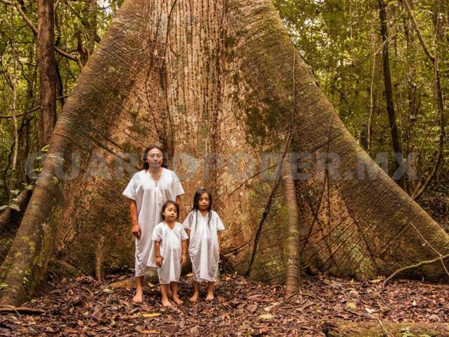 Confirman Resguardo De La Selva Lacandona 7535