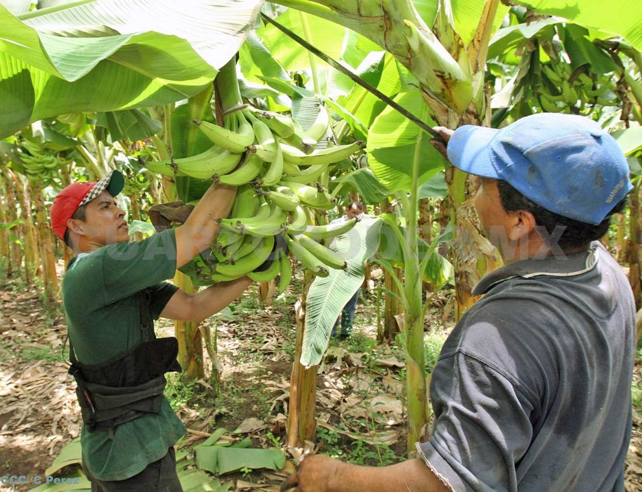 Chiapas Primer Lugar En Producci N De Pl Tano