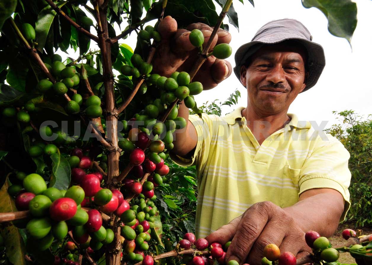 Lanzan línea de café mexicano en el mundo