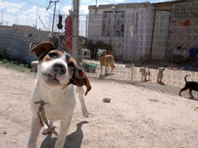 Se Buscan Hogares Temporales Para Perros