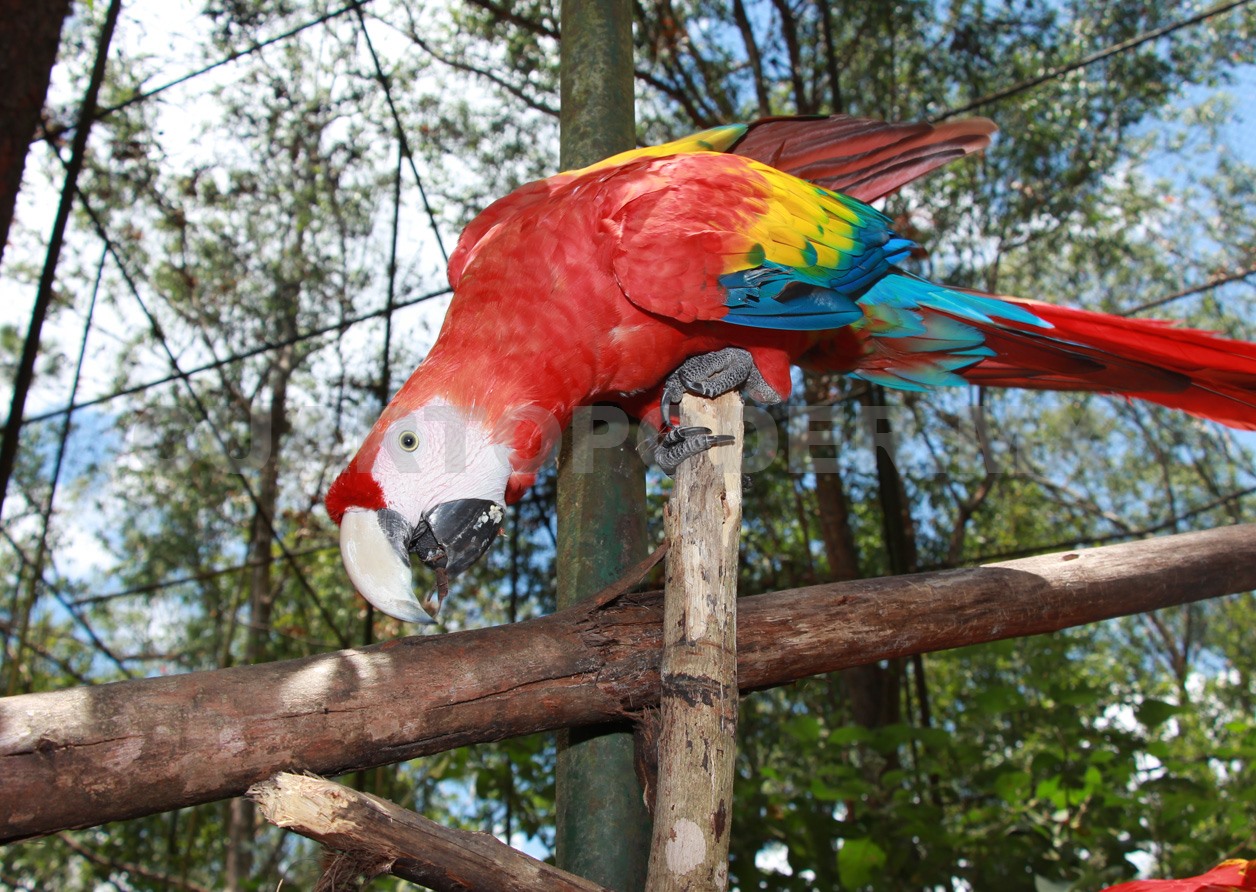 Guacamaya roja, en la preservación de su especie