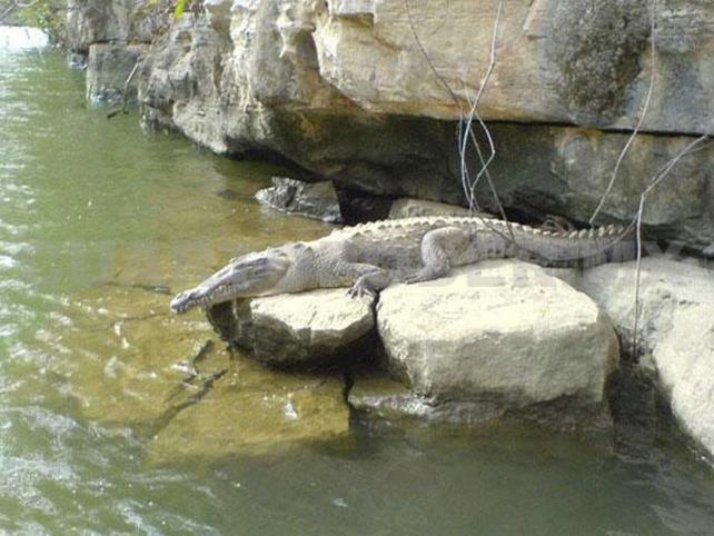 Garantizan estabilidad en grupos de cocodrilos