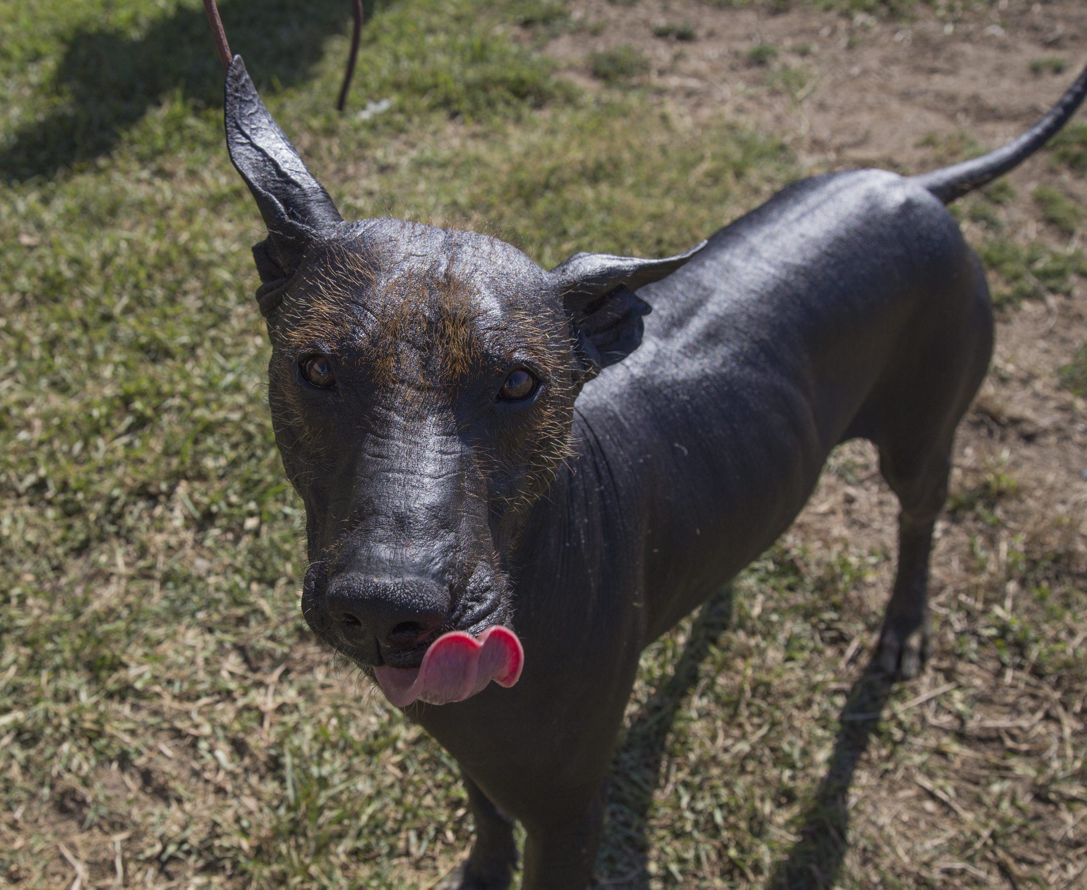 Xoloitzcuintle, Un Vestigio Del México Prehispánico