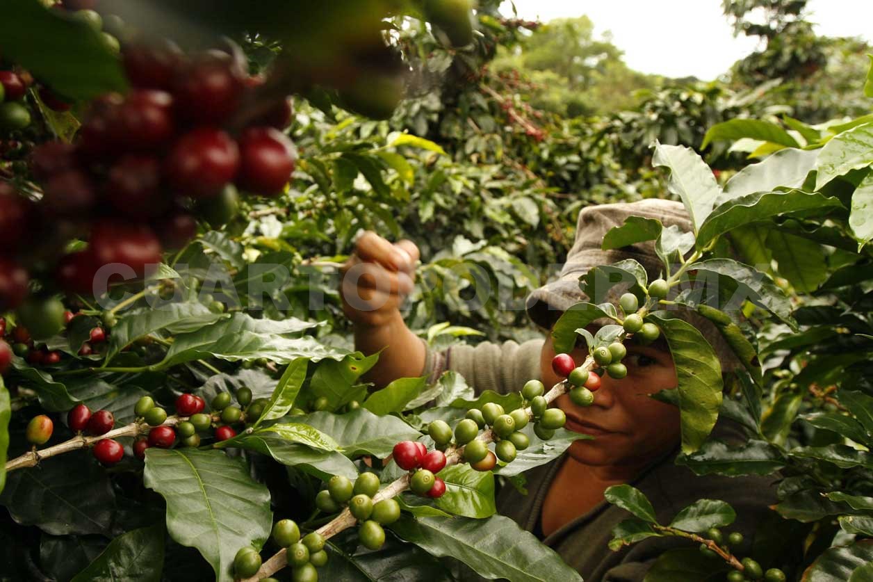 Se recupera producción de café en Tapachula