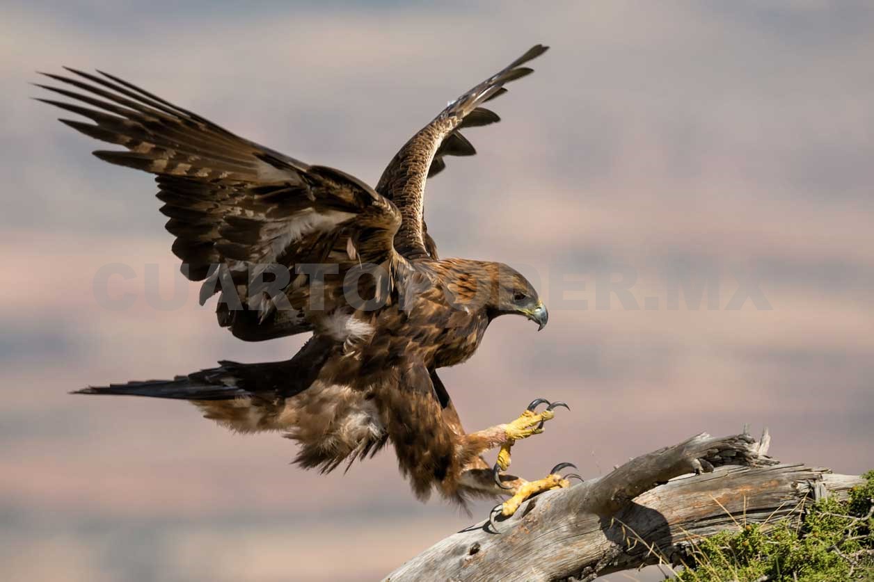 Águila real contribuye a la estabilidad del ecosistema