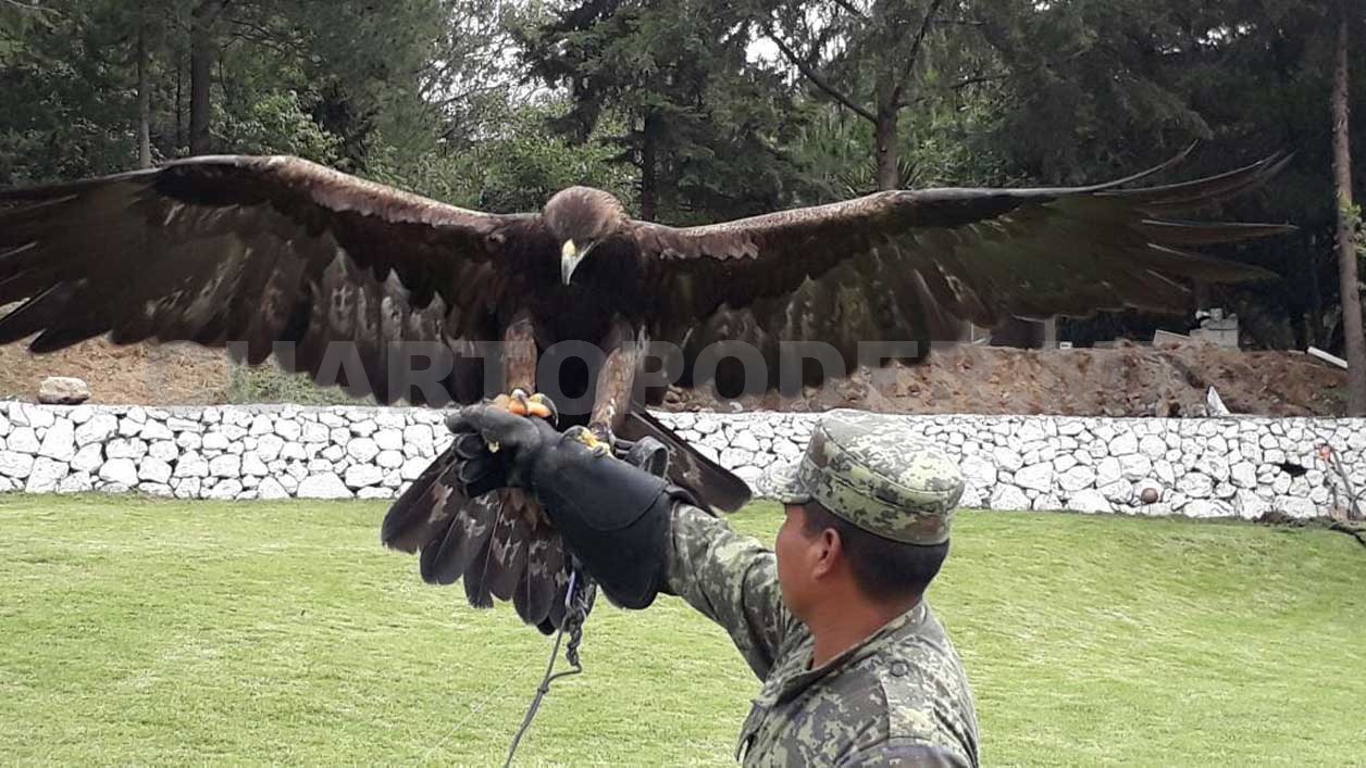 Aumenta población de Águila Real en México