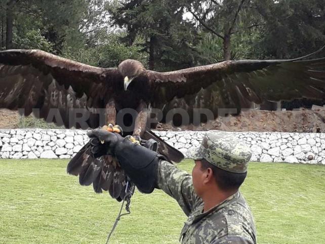 Aumenta población de Águila Real en México