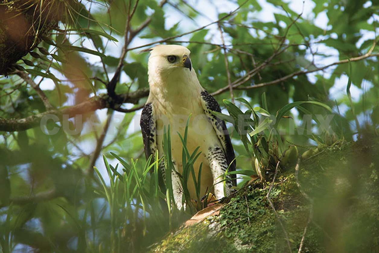 Captan águila y tapir “embarazada” en Montes Azules