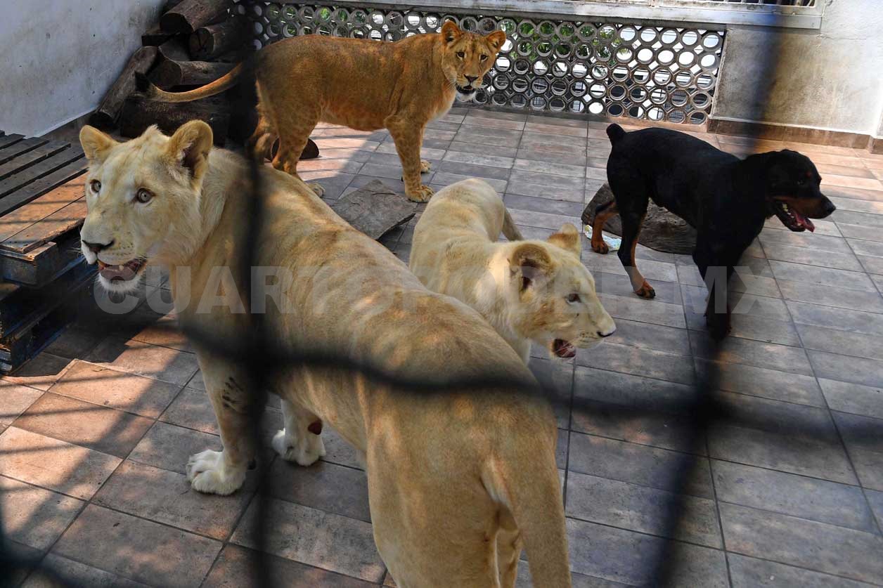 Reportan leones en azotea de casa