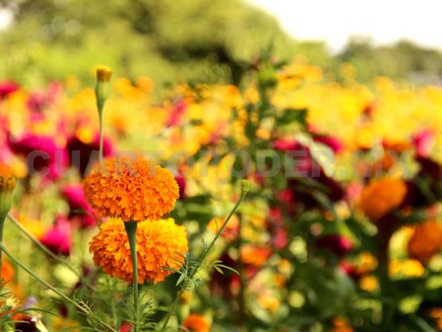 La flor que guía a los muertos