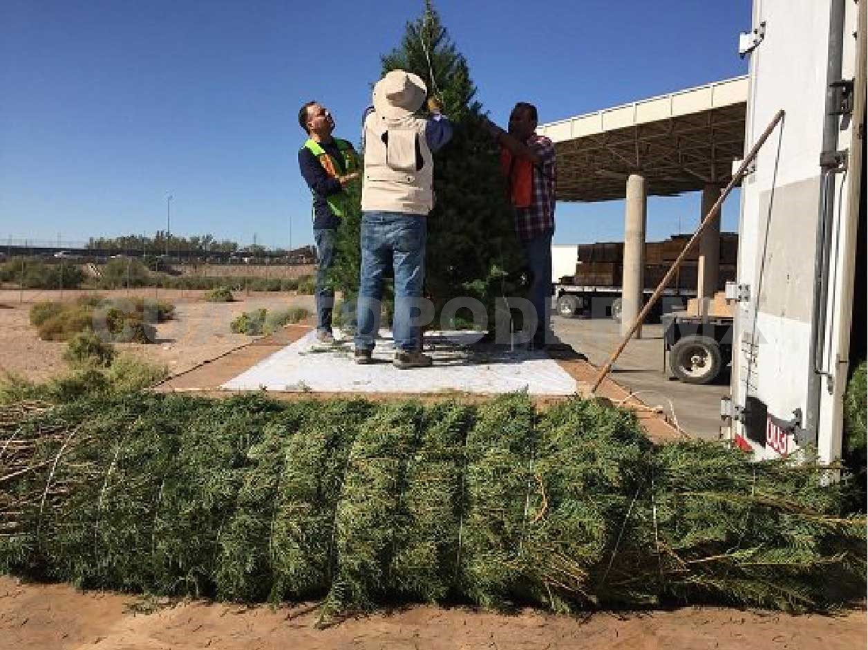 Detectan plaga en árboles de Navidad; los regresan a EUA