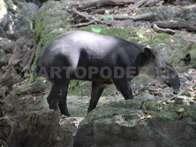 Muere tapir de 25 años por complicaciones digestivas