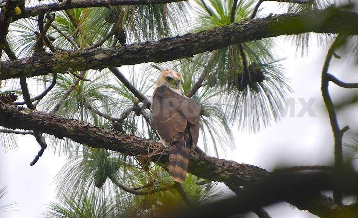 Alianza para monitoreo del águila de penacho