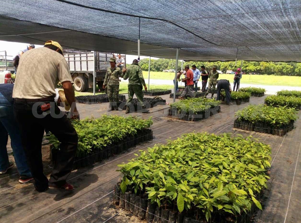 Entregan plantas de viveros de la Sedena