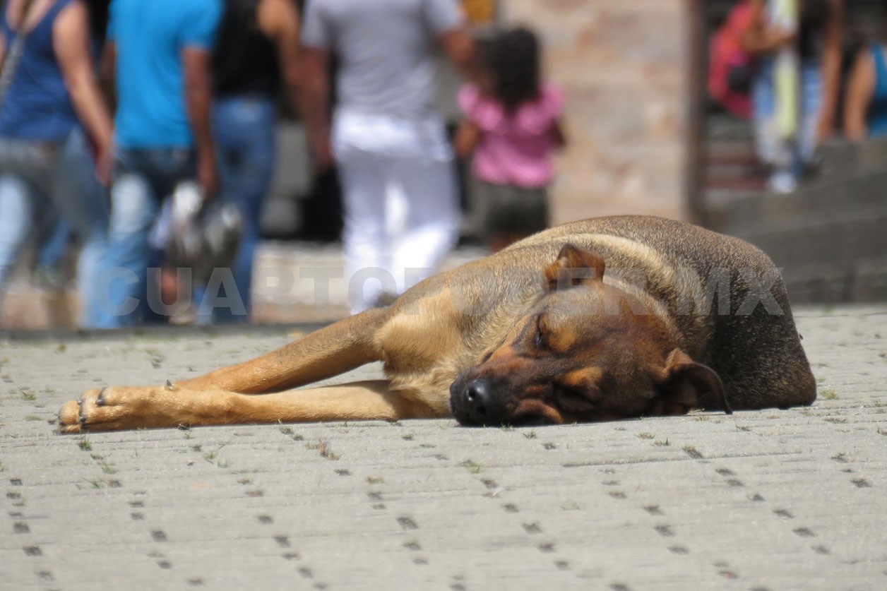 Propondrán cárcel por maltrato animal