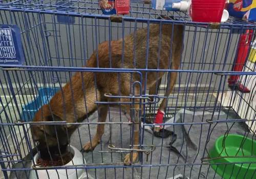 Gusano barrenador en perro de Yucatán