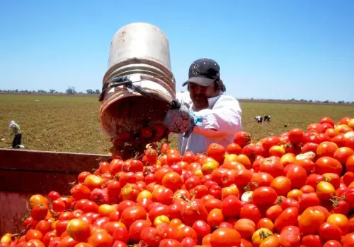 Productores de jitomate se reúnen con gobierno