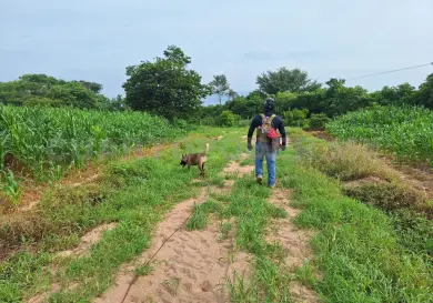 Suman caninos a búsqueda de persona desparecida