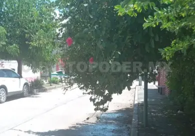 Árboles crecidos tapan circulación vehicular