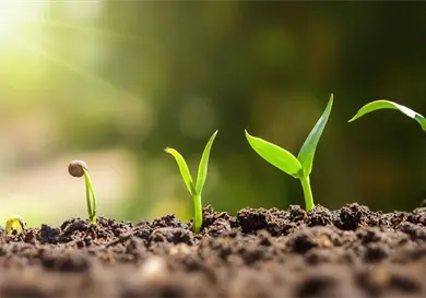 ¿Las plantas sienten dolor?