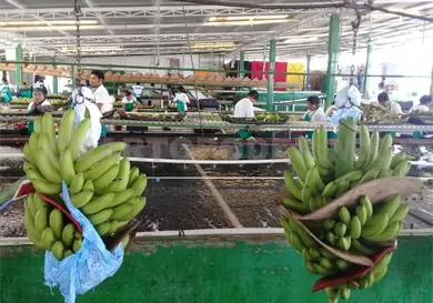 Ocho de cada 10 migrantes trabajan en la informalidad Ocho de cada 10 migrantes trabajan en la informalidad