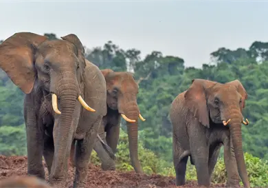 Tienen la trompa más fuerte del mundo