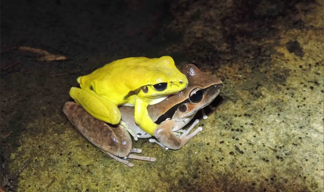 El cambio de color de los sapos