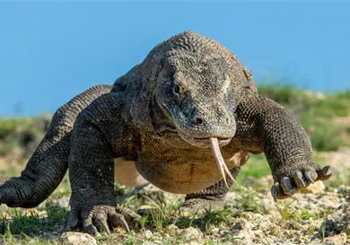 El secreto de los dragones de Komodo