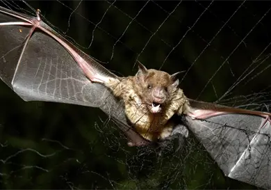 Crean drones inspirados en murciélagos