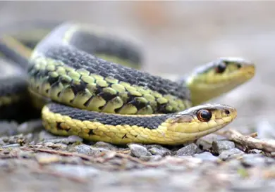 La vida social oculta de las serpientes