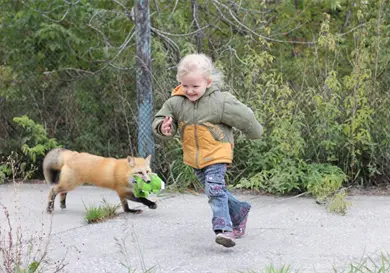 Zorros “amigables” se vuelven virales