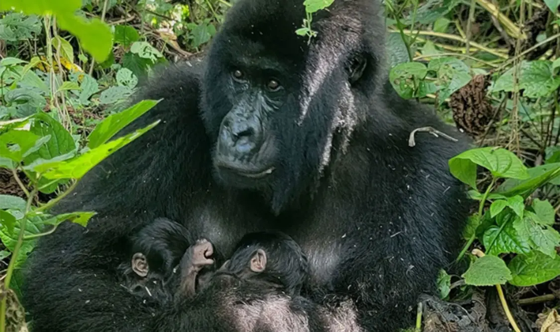 ¡Nacen gemelos gorilas!