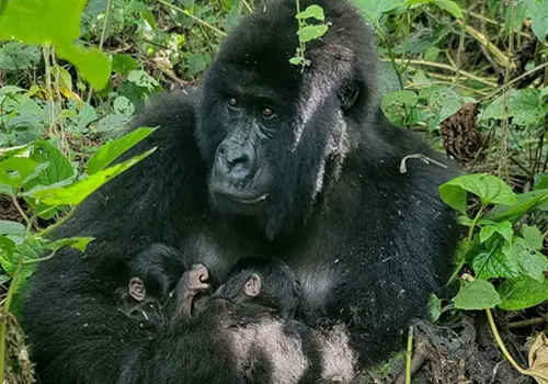¡Nacen gemelos gorilas!