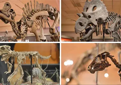 México concentra hallazgos de dinosaurios México concentra hallazgos de dinosaurios