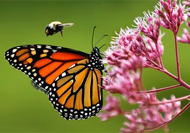 Mariposa monarca en peligro; piden protección