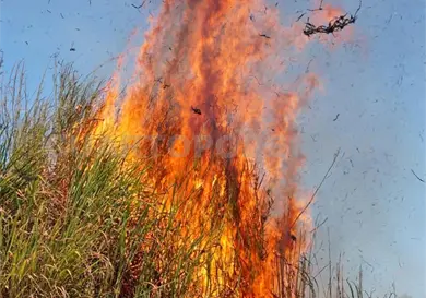 Segundo lugar en superficie quemada