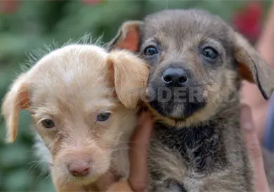 Invitan a Feria de Adopción Canina