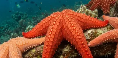 Sin cerebro, pero brillantes