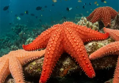 Sin cerebro, pero brillantes Sin cerebro, pero brillantes