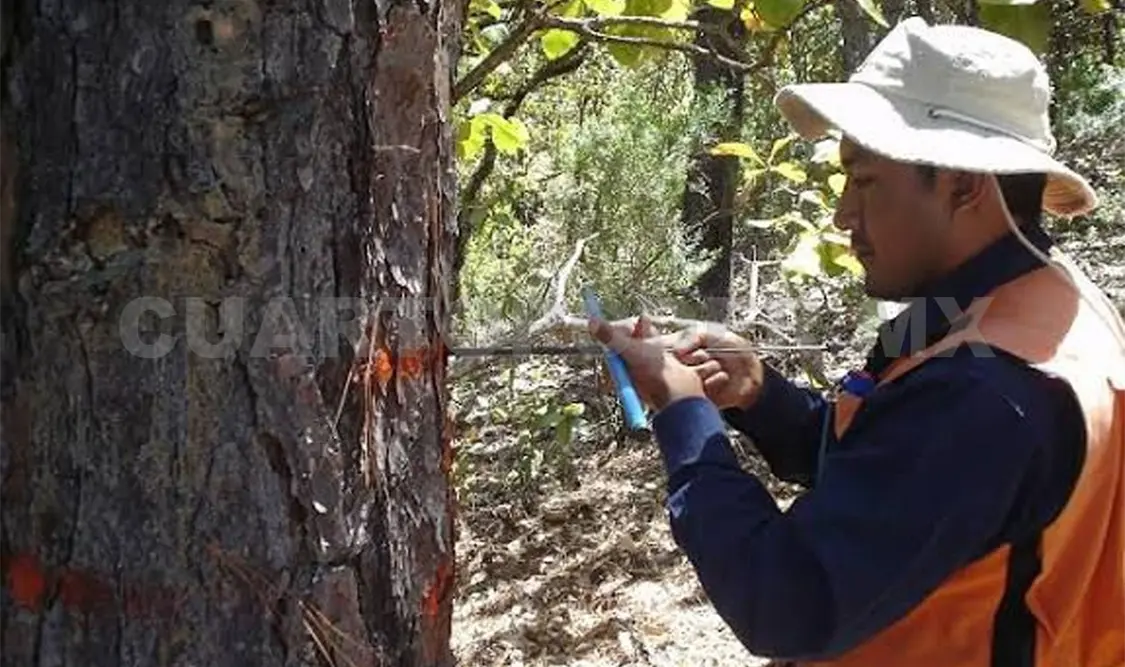 Expresan que es urgente actualizar el Inventario Forestal de Chiapas. CP