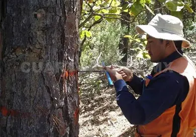 No actualizan Inventario Forestal desde el 2013
