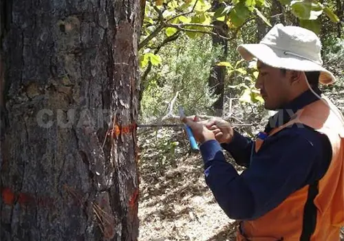 No actualizan Inventario Forestal desde el 2013