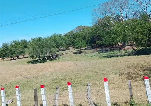 Incrementan muertes de animales en Arriaga