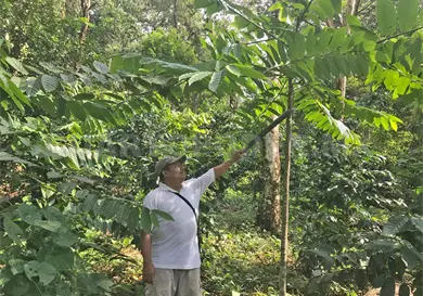 Impulsan producción de canela en el Soconusco Impulsan producción de canela en el Soconusco