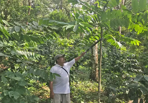 Impulsan producción de canela en el Soconusco