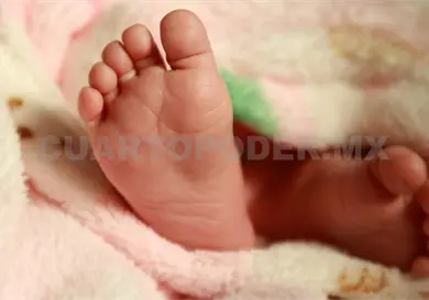 Continúa proyecto Pichitón