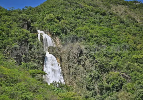 Impulsan actualización de la Ley Forestal