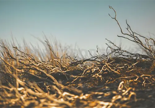 Ocho municipios de la entidad registran sequía