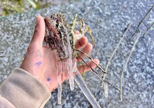 Amanece San Cristóbal a menos 1 grado Amanece San Cristóbal a menos 1 grado